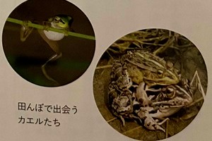 제초용 동물과 살다 -4장 잡종 오리를 방사하다