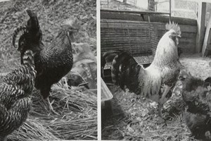 제초용 동물과 살다 -9장 그밖의 제초용 동물(닭, 콜덕Call Duck, 돼지)