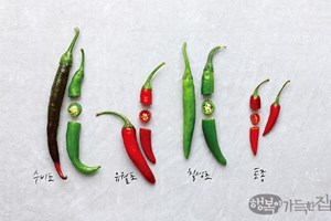 고추를 씨앗으로 심는 곧뿌림