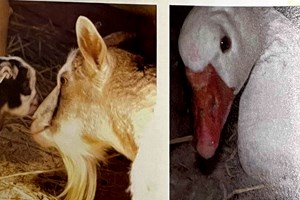 제초용 동물과 살다 -6장 제초용 동물의 번식 방법