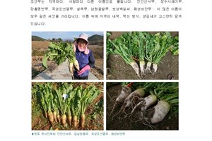 [5월 이달의 씨앗] 못생겼지만 잊을 수 없는 무, 조선무